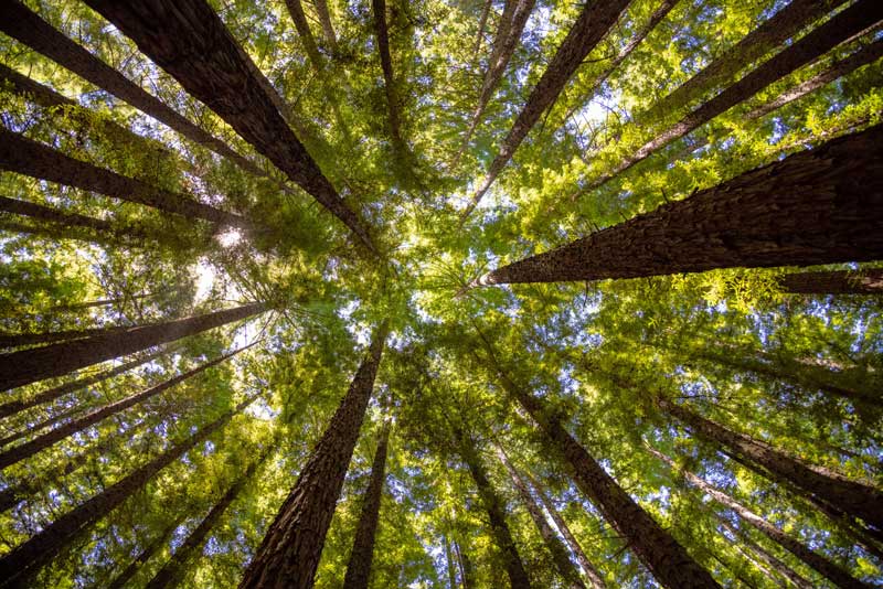 greenprint-for-settlement-sector